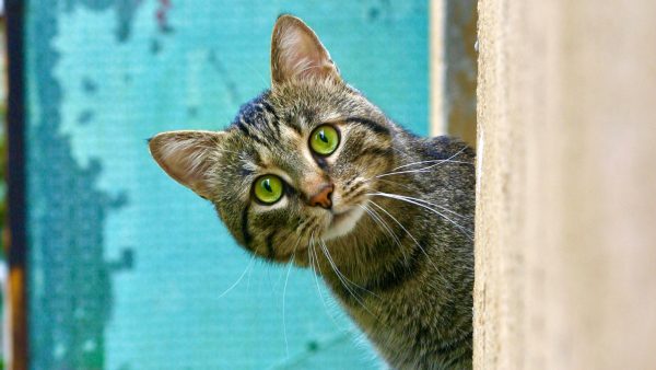Jarenlang vermiste kat aangetroffen op Schots booreiland