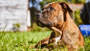 Thumbnail voor Moeder steekt eigen pitbulls neer na aanval op haar kind (1)