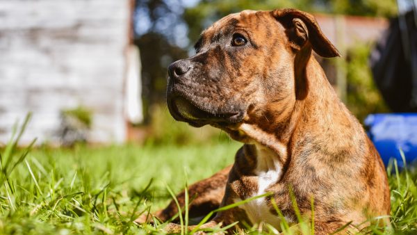 Moeder steekt eigen pitbulls neer na aanval op haar kind (1)