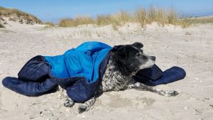 Thumbnail voor Eind goed, al goed: hoogbejaarde, dove hond teruggevonden na zwerftocht op Ameland