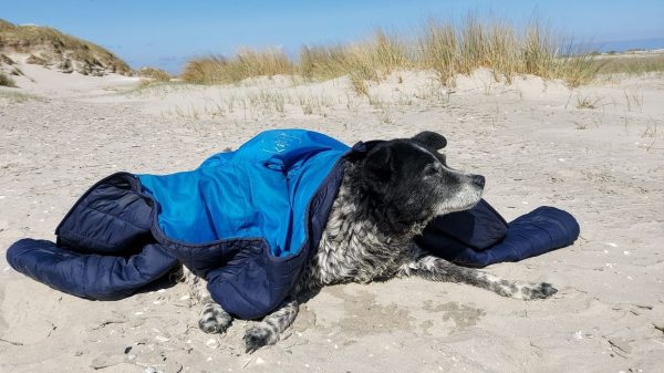 Hoogbejaarde dove hond Pip teruggevonden op Ameland na dag zwerven