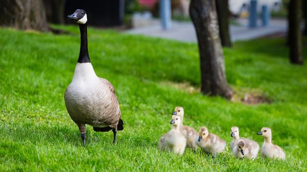 Gerrit schoot een babygans-in-nood te hulp: 'Blij dat het gelukt is'