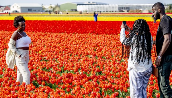 Minder billen in de bollen: campagne voor toeristen op bollenvelden werkt