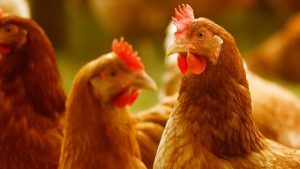 Thumbnail voor Vogelgriep vastgesteld in Gelderse Lunteren, 90.000 kippen geruimd