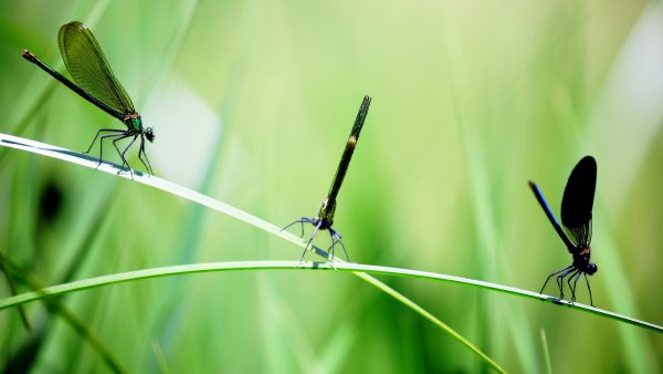 Niet maaien in mei: 'Insecten kunnen we hiermee een handje helpen'