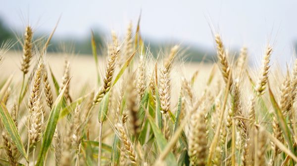 Boeren luiden noodklok om voedselschaarste vanwege voorjaarsdroogte