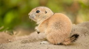 Thumbnail voor Liéf: tientallen prairiehondjes geboren in DierenPark Amersfoort