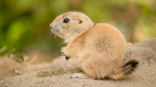 Liéf: tientallen prairiehondjes geboren in DierenPark Amersfoort