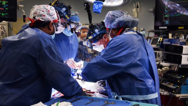 Varkenshartpatiënt mogelijk overleden door varkensvirus