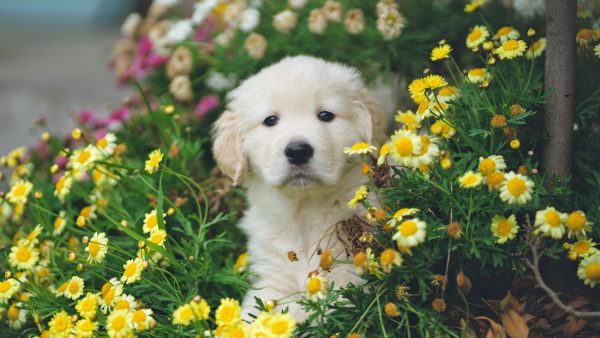 pup golden retriever 1500 euro Unsplash