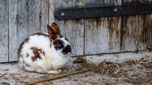 Thumbnail voor Groot aantal verwaarloosde dieren gevonden in Overijssel, waaronder 30 konijnen