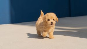 Thumbnail voor Honden opvangen uit Oekraïne blijkt ingewikkelder dan gedacht: 'Doe geen oog meer dicht'