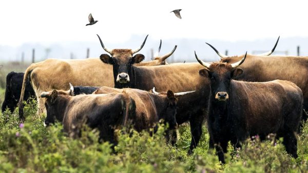 Extra voer voor dieren in Oostvaardersplassen door droogte