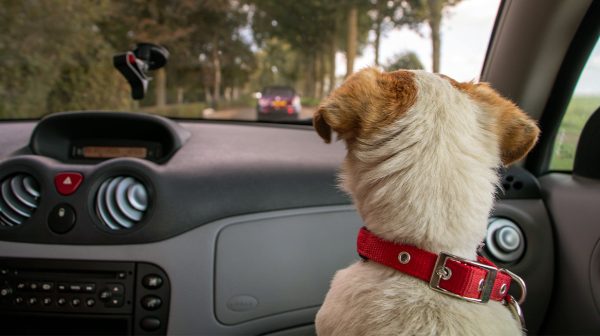 Hond wurgt rijdende eigenaresse bijna met hondenriem