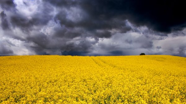 Code geel: stevige hagel- en onweersbuien op komst