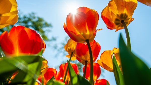 Keukenhof