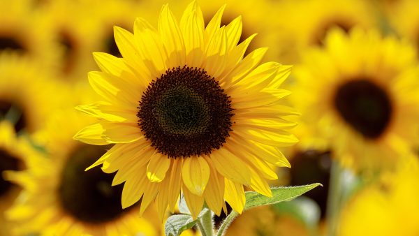 Zonnebloemolie weer beschikbaar, maar voor twee keer zoveel geld