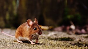 Thumbnail voor Duizend muizen gevonden in zwaar vervuilde woning Noord-Brabant