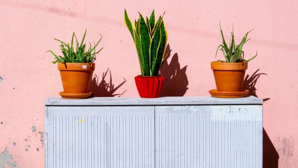 Zo voorkom jij dat je planten doodgaan én zo wek je ze weer tot leven