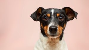 Thumbnail voor Succes met kankervaccin bij honden: 'Belangrijke stap voor vaccin voor mensen'