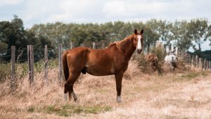 Thumbnail voor Vrouw (19) steelt paard om dronken mee naar huis te rijden