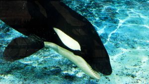 Thumbnail voor Verdwaalde orka zwemt in Seine, Franse experts proberen 'm te redden