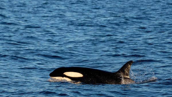 Autoriteiten laten zieke orka in Seine na mislukte reddingsactie inslapen