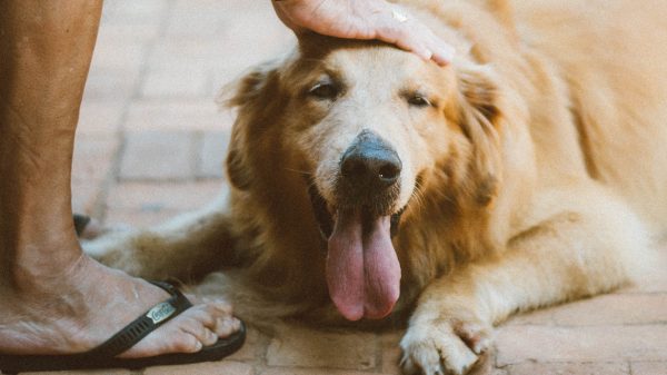 Deze hond is de ideale viervoeter voor op kampeervakantie