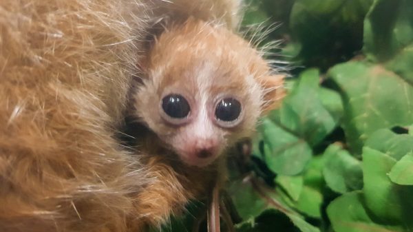 Plompe Lori-tweeling geboren in DierenPark Amersfoort: 'kijken veel rond'