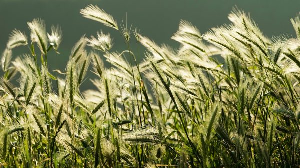 Dierenpolitie waarschuwt huisdiereigenaren voor grasaren: 'Kunnen in de huid kruipen'