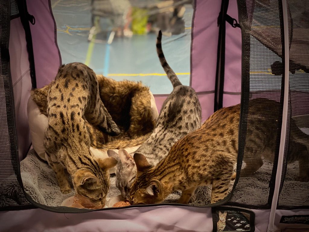 Evelyne doet met haar raskatten mee aan kattenshows: 'Ik ben allergisch'