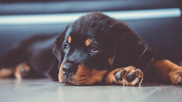 Rottweilers uit Oekraïne