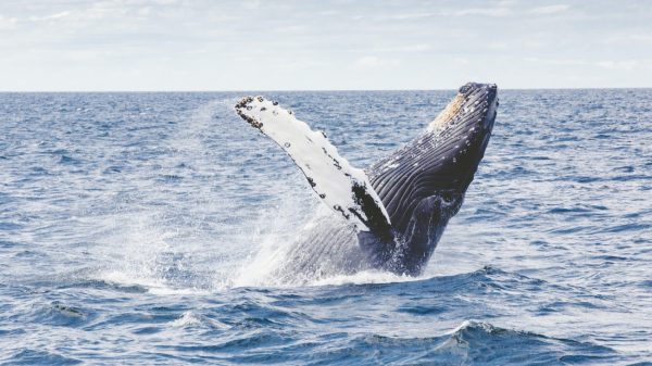 Bultrug verschijnt opnieuw voor de Zeeuwse kust