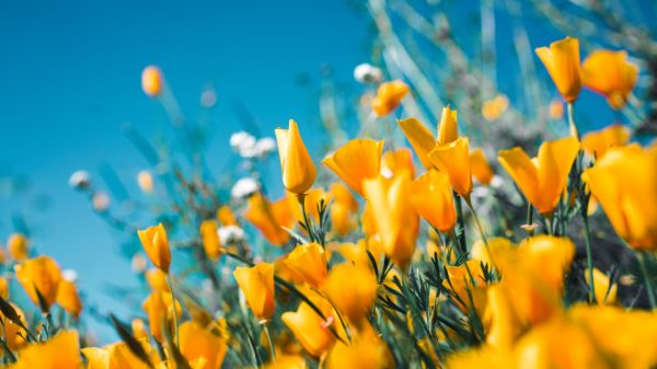 Zon, zon en nog eens zon: stralende dagen met zomerse temperaturen op komst