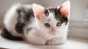 Thumbnail voor Nestje kittens gedumpt in supermarkt Zwolle: 'Kleintjes zaten verschrikt te kijken'