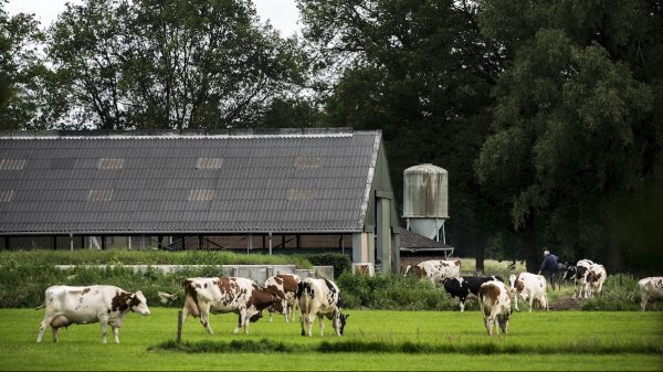 VVD-leden zijn tegen stikstofplannen kabinet