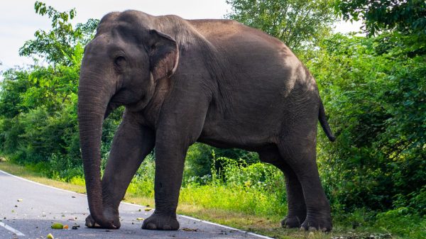 Olifant vertrapt Indiase vrouw (70) en geeft op begrafenis letterlijk een trap na