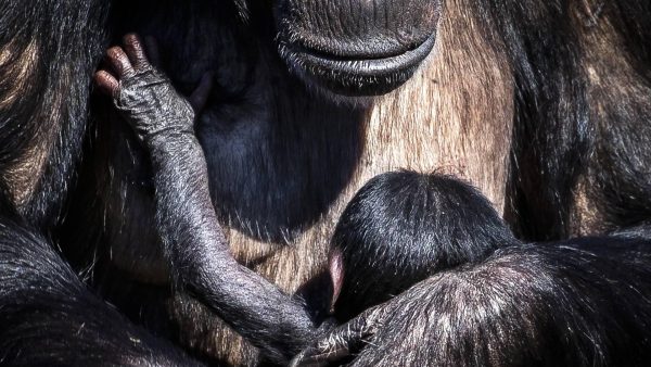 chimpansee-geboren-in-safaripark-beekse-bergen