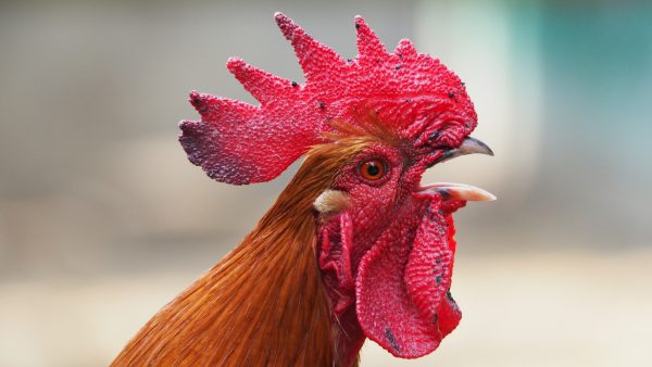 OM eist taakstraffen tegen mannen om hanengevechten