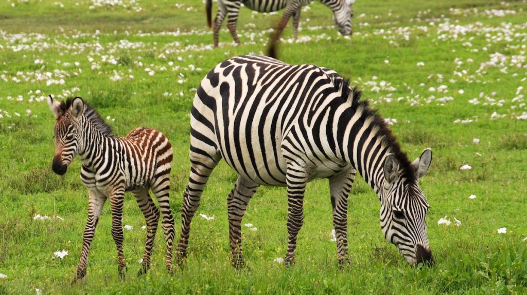 Zeldzaam zebraveulen geboren in DierenPark Amersfoort