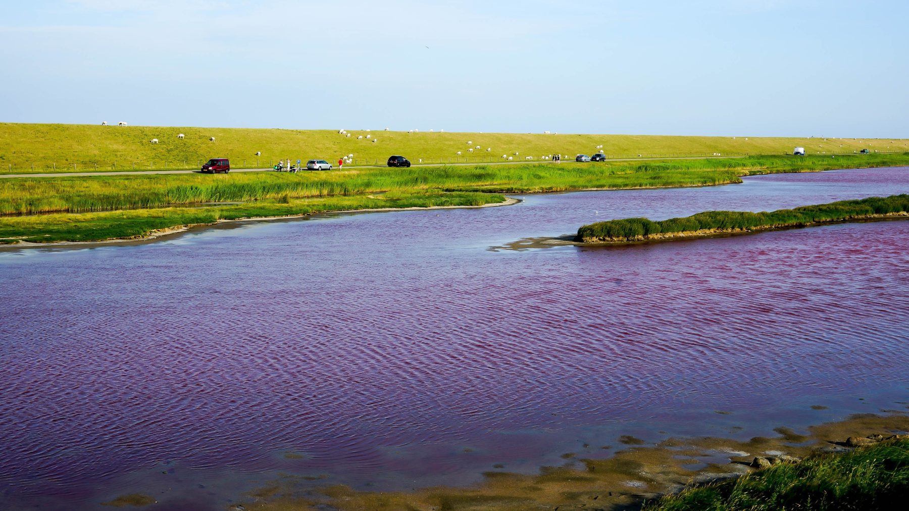 Moet je even zien: waterplas op Texel kleurt roze door droogte en warmte