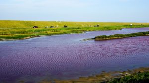 Thumbnail voor Moet je even zien: waterplas op Texel kleurt roze door droogte en warmte