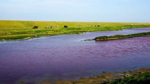 Thumbnail voor Moet je even zien: waterplas op Texel kleurt roze door droogte en warmte