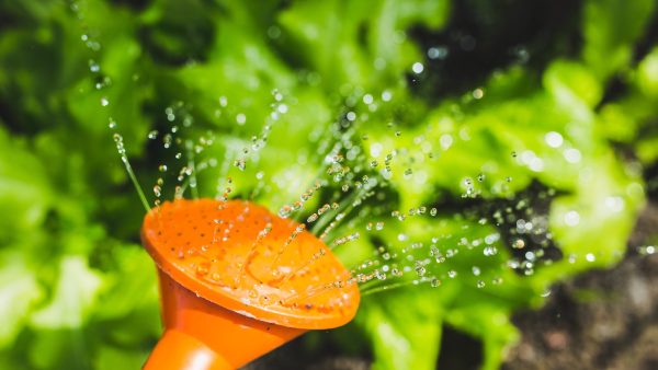 Je planten water geven in de zon: schadelijk of niet?