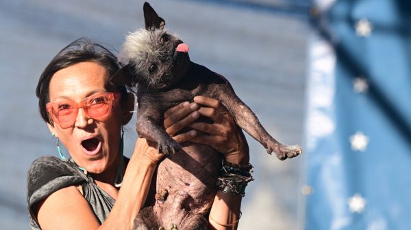 Mr. Happy Face verkozen tot lelijkste hond ter wereld: 'Schattig en lelijk tegelijk'