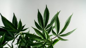 Thumbnail voor Cannabisgebruik steeds gevaarlijker: 'Toename psychische aandoeningen'
