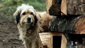 Thumbnail voor Duits baasje krijgt na twee jaar bericht: verdwaalde hond 'woonde' op Brabants industrieterrein