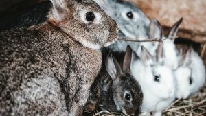 Thumbnail voor Konijnenmoeder met twaalf jonkies gedumpt in park: 'Kun je jezelf nu nog in de spiegel aankijken?'