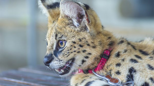 Wel een konijn maar geen wilde kat- exotische huisdieren gaan in de ban_