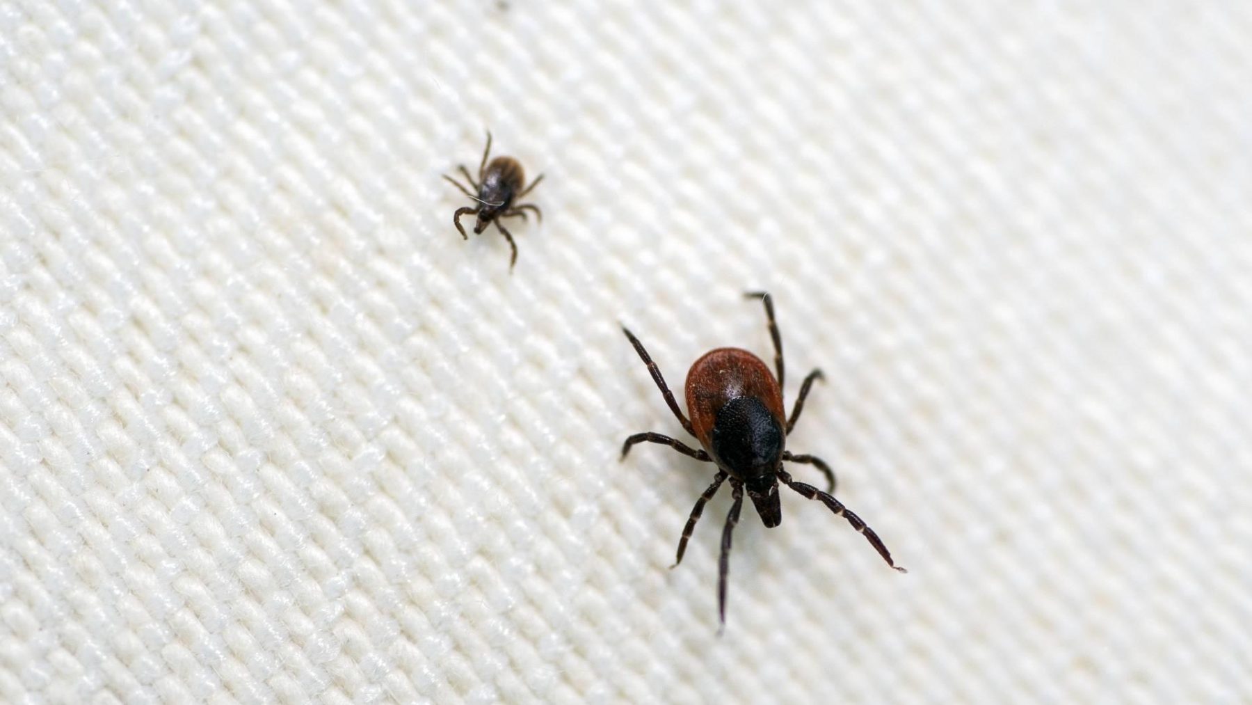 Teken zitten niet alleen in bosjes, maar óók in je vers gemaaide gazon